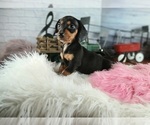 Small #2 Dachshund