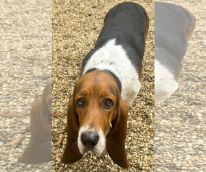 MISSY - ADOPTION PENDING! - Female Basset Hound Dog for Adoption - Photo #3