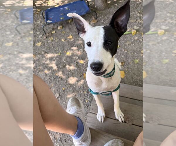 Medium Photo #5 Mutt Puppy For Sale in Elmsford, NY, USA