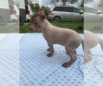 Small Photo #6 Xoloitzcuintli (Mexican Hairless) Puppy For Sale in SACRAMENTO, CA, USA