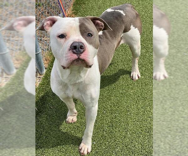 Medium Photo #2 American Pit Bull Terrier Puppy For Sale in Fayetteville, NC, USA