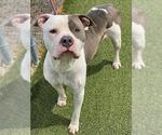 Small #1 American Pit Bull Terrier