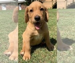 Puppy Robby Labrador Retriever