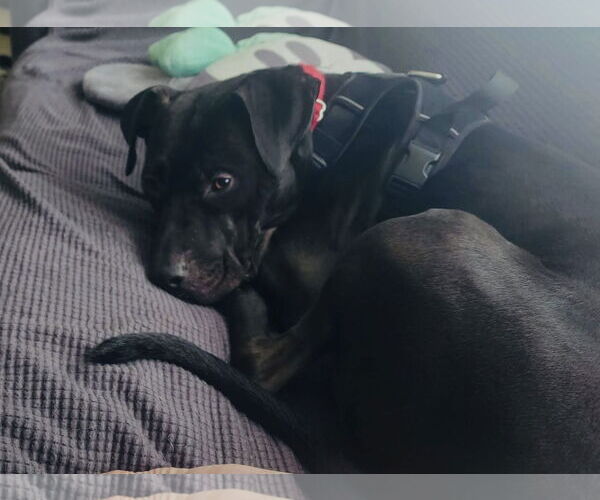 Medium Photo #4 American Staffordshire Terrier-Labrador Retriever Mix Puppy For Sale in Princeton, MN, USA
