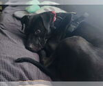 Small #3 American Staffordshire Terrier-Labrador Retriever Mix