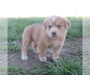 Mutt-Unknown Mix Litter for sale in NORTH ENGLISH, IA, USA