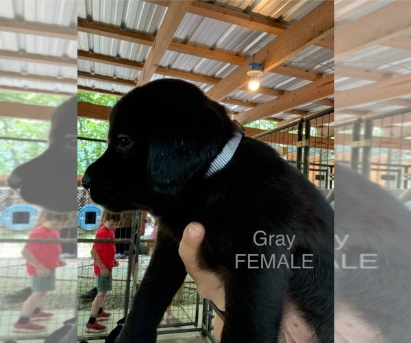 Medium Photo #12 Labrador Retriever Puppy For Sale in ROCKMART, GA, USA
