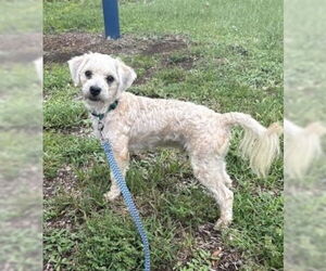 Cocker Spaniel-Unknown Mix Dogs for adoption in Melbourne, FL, USA