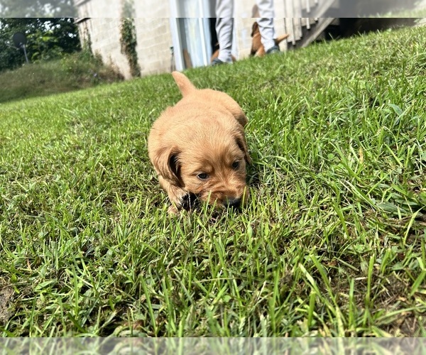 Medium Photo #7 Golden Retriever Puppy For Sale in ALLEGAN, MI, USA