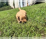 Small #6 Golden Retriever