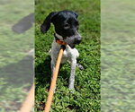 Small English Coonhound Mix