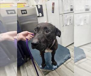 American Bulldog-Unknown Mix Dogs for adoption in Mobile, AL, USA