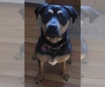 Small Photo #1 American Bully-Pit Puppy For Sale in RIXEYVILLE, VA, USA