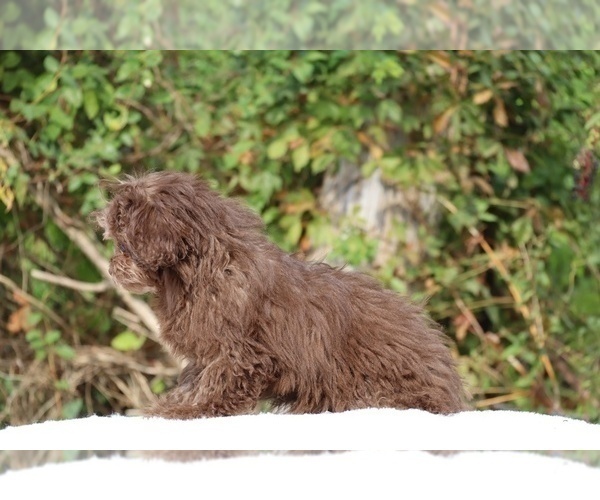 Medium Photo #27 ShihPoo Puppy For Sale in DYERSBURG, TN, USA