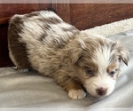 Small Photo #18 Miniature Australian Shepherd Puppy For Sale in ARDMORE, OK, USA