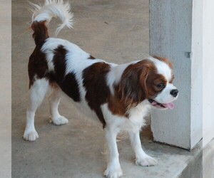 Mother of the Cavalier King Charles Spaniel puppies born on 06/02/2022