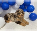 Small Photo #2 Aussiedoodle Miniature  Puppy For Sale in HICKSVILLE, OH, USA
