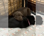 Small Photo #4 Labrador Retriever Puppy For Sale in WOODBURN, IN, USA