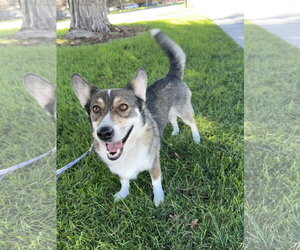 Mutt Dogs for adoption in Sandy, UT, USA
