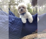 Small Photo #6 Maltese Puppy For Sale in OCKLAWAHA, FL, USA
