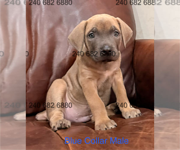 Medium Photo #29 Cane Corso Puppy For Sale in LA PLATA, MD, USA
