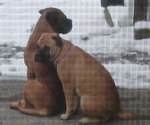 Small #22 Bullmastiff