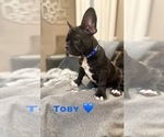 Small #2 French Bulldog
