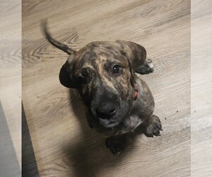 Irish Dane Puppy for sale in MORRISTOWN, TN, USA