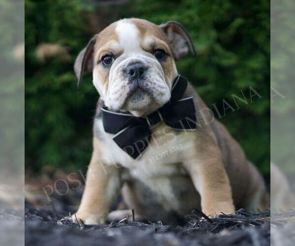 Medium Photo #1 Bulldog Puppy For Sale in WARSAW, IN, USA