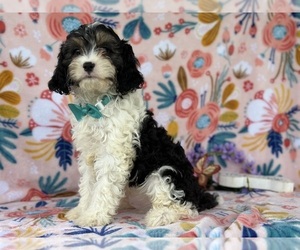 Cavapoo Puppy for sale in LANCASTER, PA, USA