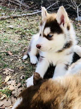 Medium Photo #1 Siberian Husky Puppy For Sale in KAYSVILLE, UT, USA