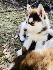 Siberian Husky Puppy for sale in KAYSVILLE, UT, USA