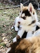Small Photo #1 Siberian Husky Puppy For Sale in KAYSVILLE, UT, USA