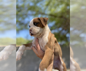 Boxer Puppy for sale in LITCHFIELD PARK, AZ, USA