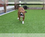 Small #3 American Pit Bull Terrier