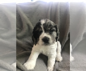 Cocker Spaniel Puppy for sale in BEAVER, PA, USA