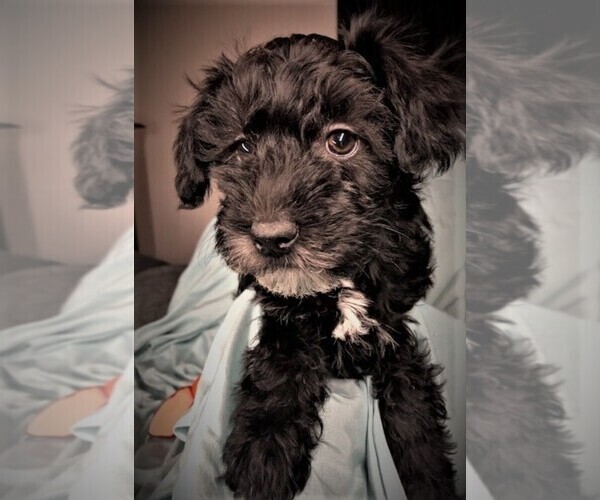 Medium Photo #1 Schnoodle (Miniature) Puppy For Sale in ROLLA, MO, USA