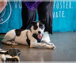 Small #1 American Staffordshire Terrier-Border Collie Mix