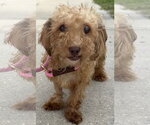 Small #4 Shih-Poo