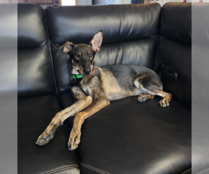 Mutt Dogs for adoption in Fargo, ND, USA