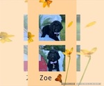 Puppy Zoe Goldendoodle