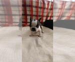 Small Photo #8 French Bulldog Puppy For Sale in COFFEYVILLE, KS, USA