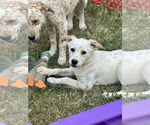 Small #3 Basset Hound-Red Heeler Mix