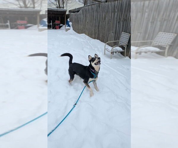 Medium Photo #4 Australian Kelpie-Siberian Husky Mix Puppy For Sale in Richmond, IN, USA