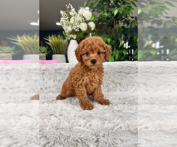 Medium Photo #4 Cavapoo Puppy For Sale in GREENFIELD, IN, USA