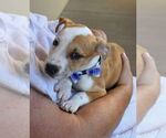 Small #1 American Pit Bull Terrier Mix