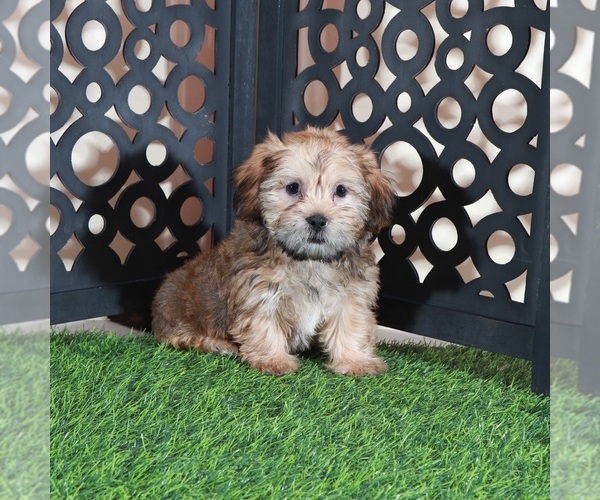 Medium Photo #1 Shorkie Tzu Puppy For Sale in MOUNT VERNON, OH, USA