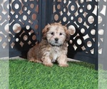 Image preview for Ad Listing. Nickname: Mickey