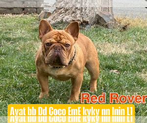 Father of the French Bulldog puppies born on 02/23/2025
