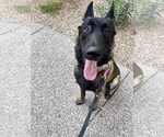 Small #4 German Shepherd Dog Mix